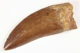 Serrated, Carcharodontosaurus Tooth - Awesome Dino Tooth! #206290-1